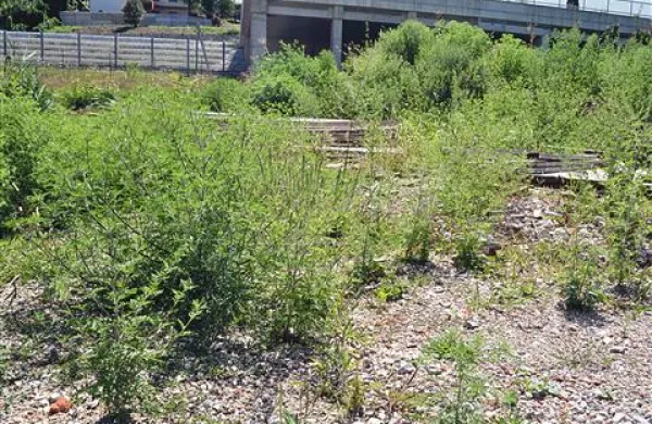 Ambrozija na gradbišču nove enote Varstveno-delovnega centra v Novi Gorici 