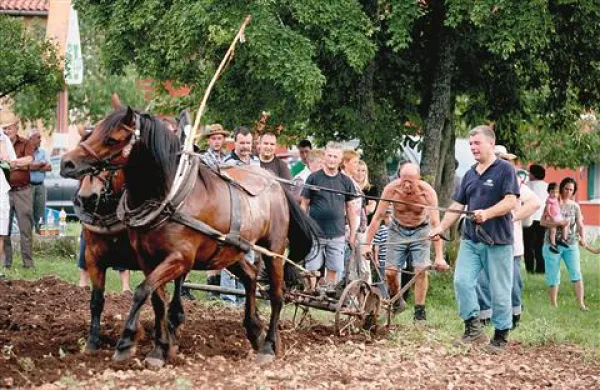V Štorjah so pokazali, kako so orali po starem