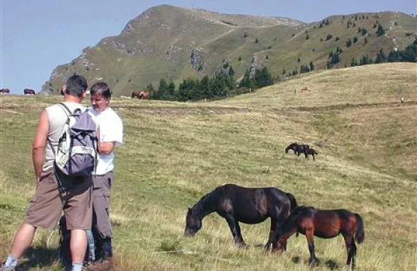     Na nekdaj  mirnih pašnikih pod Poreznom letos živino ubija medved. 