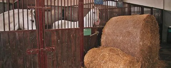 Kakovost sena in stelje je tista točka, na katero javnost najprej pomisli ob koliki. Tako je bilo tudi leta 2008.