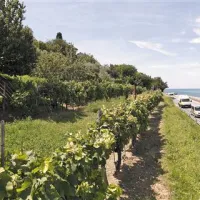 Na tem zemljišču na brežini med kopališčem v Žusterni in mandračem Moleto si namerava družina Jelinčič zgraditi vilo z bazenom 