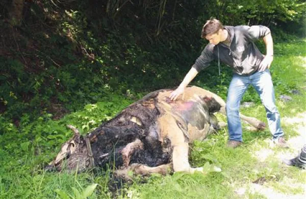 Na kadavru ubite krave Astre so še dobro vidne sledi šap ubijalskega medveda