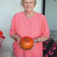 Leto&scaron;nja letina paradižnikov je očitna rekordna