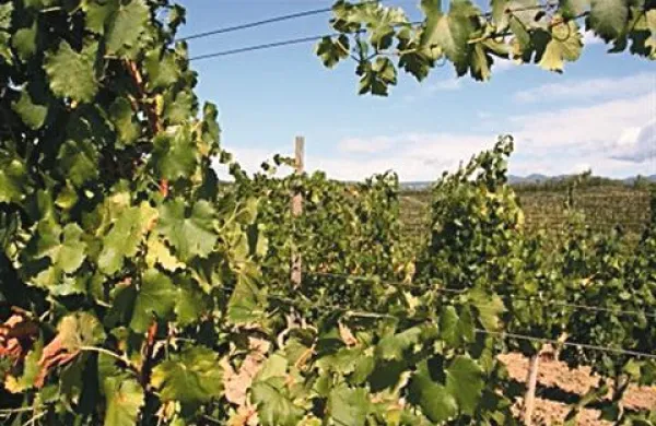 Kmetijska zadruga Vipava namerava prevzeti Agroind