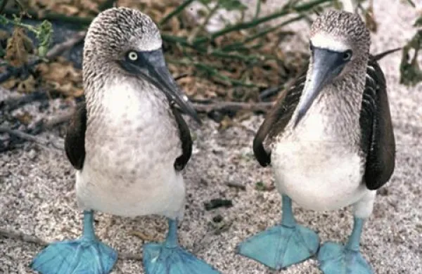 Modronogi strmoglavec (Sula nebouxi), ki prebiva na Galapagosu.