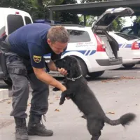 Psi za odkrivanje mamil so nenapadalni, kar pa ne velja za njihove “pasje kolege”, ki so izurjeni za iskanje kriminalcev in nadziranje javnega reda in miru.