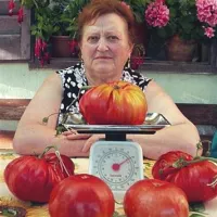 Po vsej Primorski so letos zrasli rekordni paradižniki