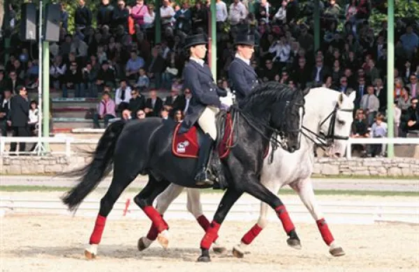 V konjeniškem središču na kraški planoti bo ob koncu tedna finalna preizkušnja pokala Alpe Adria.