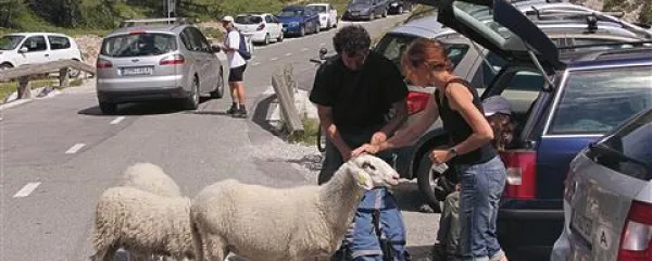 Beee ...  je treba  plačati,  ovce opozarjajo    turiste.