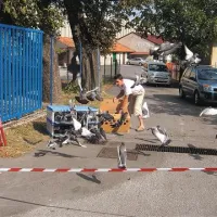 Marko Goranič iz Koprive je pred startom izpustil svoje leteče športnike, golobe pismonoše, simbole miru in prijateljstva