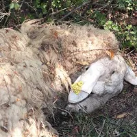 Obiskovalce kmetije pričaka ena poginula ovca v grmovju, druga v zbiralniku vode, po posestvu je raztresenih še več kosti. Res le naravna selekcija, kot trdi lastnik? 