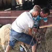 Muharem Kadić  je družini Ljubljankić prepovedal dostop do ovc, a prav Denis in Elvis sta včeraj ob našem obisku rešila obnemoglega ovna, ki zapletel v ograjo v hlevu, kjer v kadi in cisterni ni bilo niti kaplje vode  