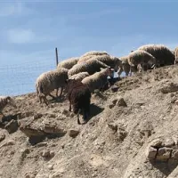 Ovce na goli  zemlji nimajo česa muliti
