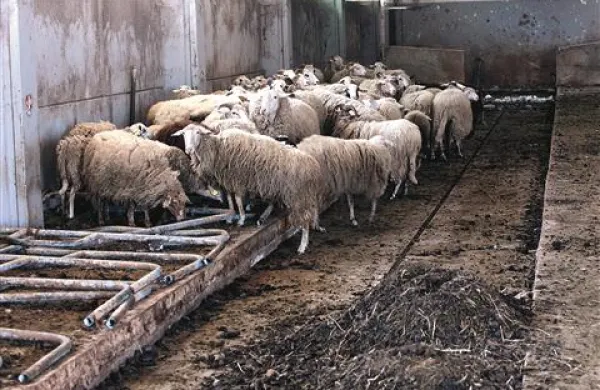 Veterinarski inšpektorji so znova ugotovili, da ovcam nič ne manjka