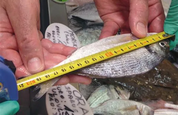 Orada mora biti daljša od 20 centimetrov, da lahko pride na prodajni pult ribarnic in trgovin. Za škampe, denimo, pa je predpisana najmanjša celotna dolžina telesa sedem centimetrov dolžine ali najmanjša dolžina koša dva centimetra. Kazni  v primeru kršitve znašajo za 1200 evrov za firmo in 420 za samostojnega podjetnika.