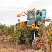 V vinogradih Vinakopra dva obiralna stroja nadomestita kar 140 trgačev.