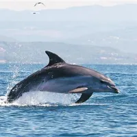 Delfini se  vračajo v slovensko morje
