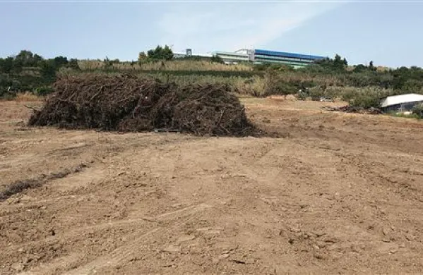 Takole opustošen je danes videti vinograd vinogradnika Rajka Markoviča pod izolsko bolnišnico. Markovič je  lani in letos zaradi zlate trsne rumenice na treh hektarjih vinogradov moral odstraniti 12.000 trt refoška, malvazije in muškata.  Zadnje je iz zemlje izrul pred dobrim tednom, kmalu po trgatvi, tako da  še čakajo na  kupu, da jih bo sežgal.  “Še naprej se bomo ukvarjali z vinogradništvom. Na tem mestu bomo decembra posadili nove trte, potem pa bomo videli, kaj bo čas prinesel,” pravi Markovič. Vinograd so že prekopali in nanesli plast nove zemlje.