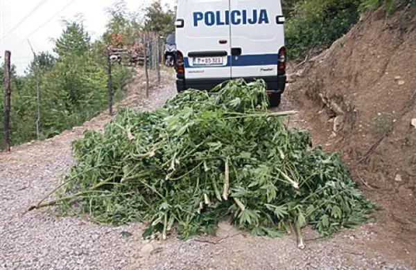 Zasežene sadike konoplje