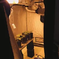 Laboratorij za domačo pridelavo konoplje