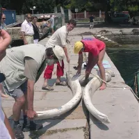 Poginulo žival so najprej zavili v gosto mrežo, jo obtežili in spustili v morje, da je meso razpadlo. Čez leto in več so iz morja potegnili kosti. Prirodoslovni muzej pa je začel dolgotrajen postopek razmaščevanja in prepariranja.