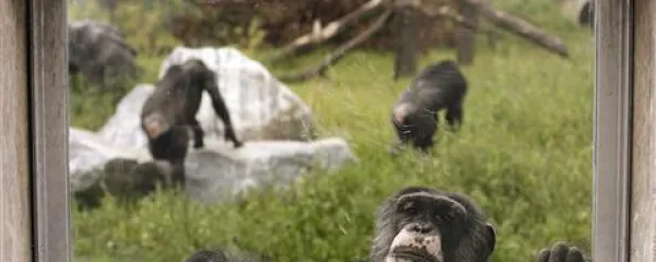 Bi tudi psa odpeljal re&scaron;ilec?