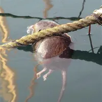 Ena od mrtvih podgan sredi piranskega mandrača