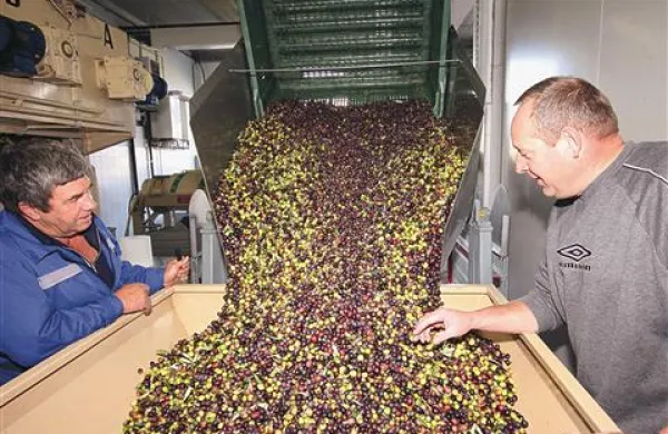 V prostorih vinske kleti na Dobrovem v prihodnje ne bodo le stiskali, ampak tudi stekleničili oljčno olje