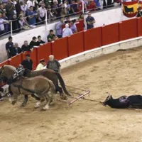 Katalonski bikoborec Serafin Marin je ob velikem aplavzu v nedeljo zvečer areni Monumental z 20.000 sedeži usmrtil zadnjega od šestih bikov