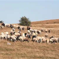 Na Vremščici redijo le avtohtone sorte ovac, ki se pasejo na prostem