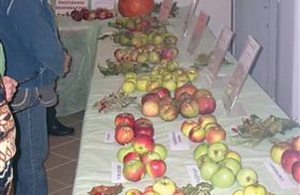 Na prvem brkinskem prazniku so si obiskovalci lahko ogledali tudi razstavo jabolk