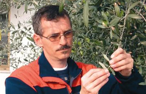 Matjaž Jančar: “Letos spet beležimo veliko število muh, ki utegnejo povzročiti precejšnjo škodo.”
