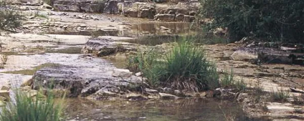 Reka Dragonja je naravna vrednota državnega pomena