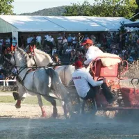 Ena najbolj adrenalinskih točk je bilo ekshibicijsko tekmovanje v vožnji vpreg. Kako drzni so najboljši vozniki, je takole prikazal Miroslav Matuška iz slovaške kobilarne Topolcianky z dvema lipicancema.  
