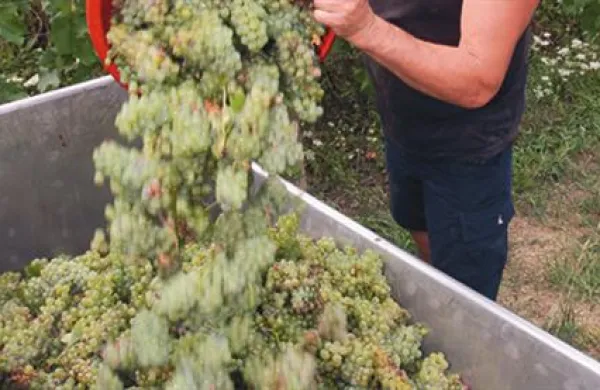 Vinogradniki in vinarji morajo pridelek prijaviti do 20. novembra