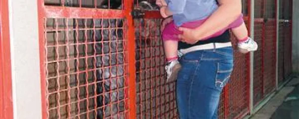 Nekateri psi pozornost obiskovalcev privabljajo z živahnim skakanjem 