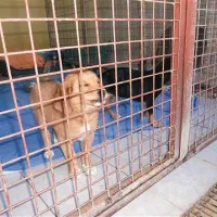 Mladi samički sta v torek prišli v zavetišče, ker je nekdo ubil njuno mamo