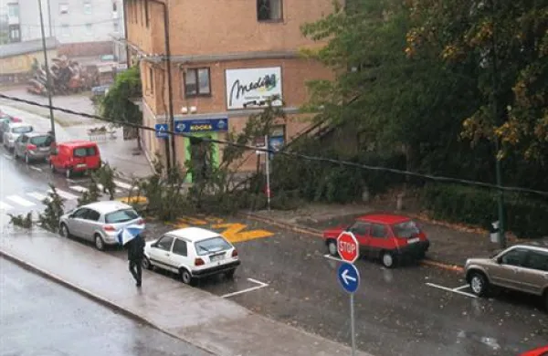 Smreka je padla na cesto tudi na Tržaški cesti v Postojni 