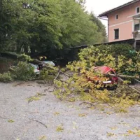 V Bukovici je drevo padlo na dva avtomobila 