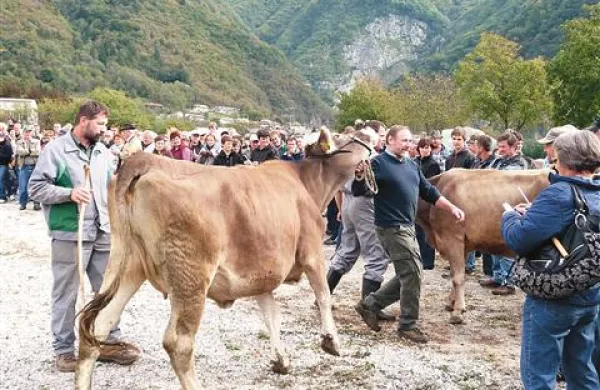 Na tolminskih kmetijah redijo kakovostno mlečno plemensko živino
