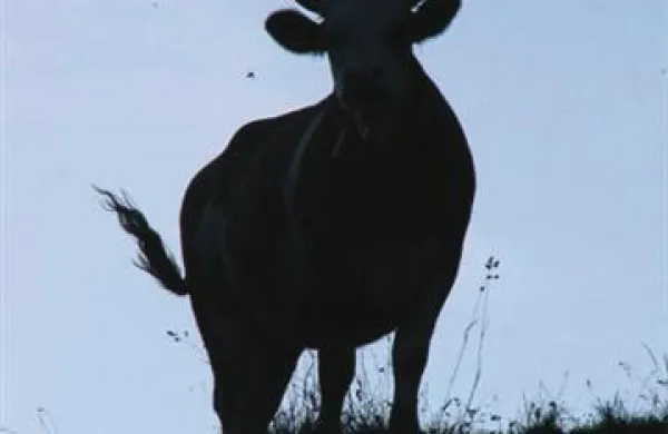 43-letna voznica avtomobila je med vožnjo naletela na bika na cesti in vanj trčila. Fotografija je simbolična.