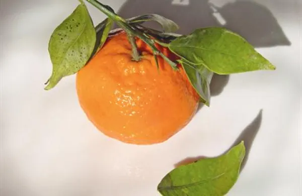 Na Hrvaškem imajo težave s premalo obiralci mandarin