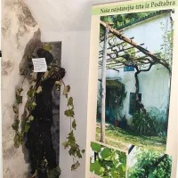 Da je na Bistriškem vendarle mogoče govoriti o vinogradništvu, priča približno 250 let stara trta iz Podtabora