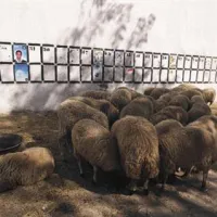 Ovce ob steni s predvolilnimi plakati