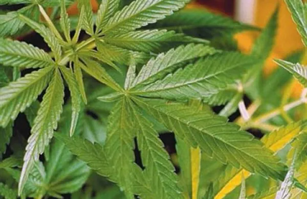 V Sloveniji je marihuana tudi kot zdravilo zaenkrat prepovedana