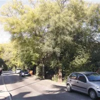 Stanovalce v Rozmanovi ulici motijo preveč košata  drevesa, ki z vejami udarjajo ob avtomobile in okna