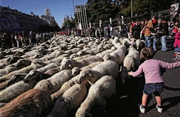Ovce so preplavile Madrid (Foto: Reuters)