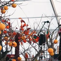 Brez blagoslova strunjanskega patra Nika Žvoklja ni šlo