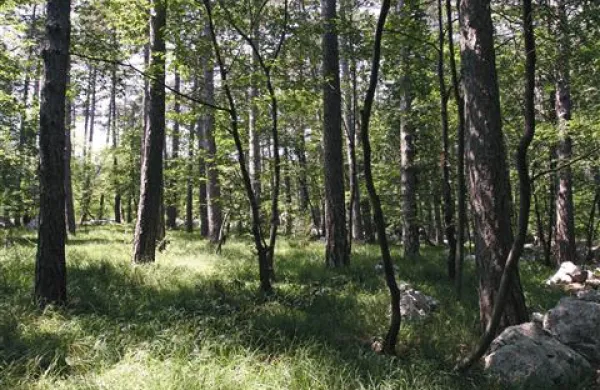 Urejanje 