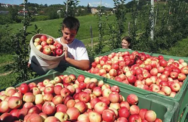 V Sloveniji pridelamo približno 57 kilogramov jabolk na prebivalca ali povprečno eno jabolko za vsakega prebivalca Slovenije na dan